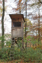 Herbst beobachten im Wald