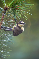 Great tit bird hanging on branch of pine.
