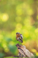 Young robin bird on tree stump in sunny forest.