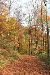 Wanderung im Herbstwald bei Bad Urach