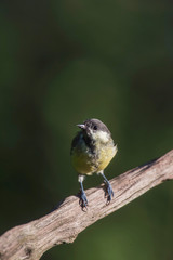 Great tit bird on branch in sunny forest.