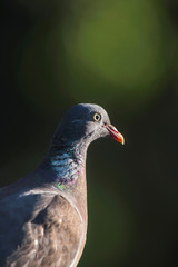 Head of wood pigeon in sunny forest.