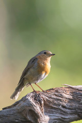 Robin redbreast on branch in sunny forest.