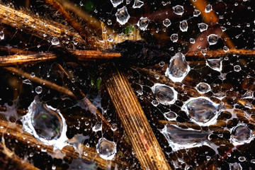 Dew on the web of insects and dry leaves in the forest.
