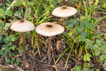 Pilze
