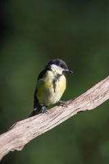 Great tit bird on branch in sunlight.