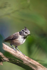 Crested tit on branch in sunlight.