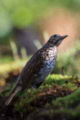 Thrush bird in moss of forest ground.