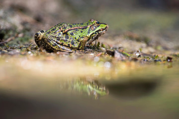 Female pool frog at edge of pond in forest.