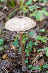 Pilz