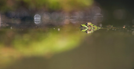 Female pool frog in pond in forest.