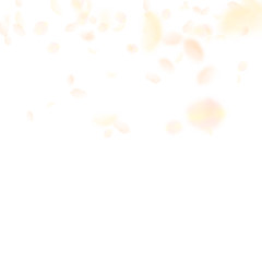 Yellow orange flower petals falling down. Unique r