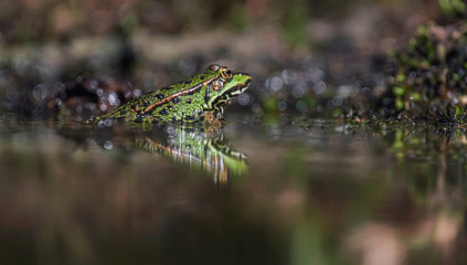 Naklejka premium Female pool frog in pond in forest.