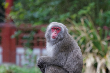 Naklejka na ściany i meble Macaque japonais en gros plan