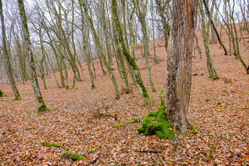 Hoia Baciu Forest. The World Most Haunted Forest with a reputation for many intense paranormal activity.