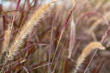 Brown grass flowers swaying in the summer. Nature abstract wallpaper.