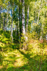 Beautiful trees in autumn day in the forest near Moscow - nature of Russia.