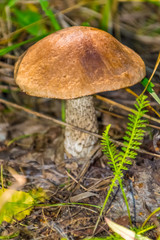 Mushrooms in a birch forest- nature of Russia.