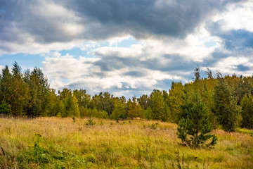 Beautiful trees in autumn day in the forest near Moscow - nature of Russia.