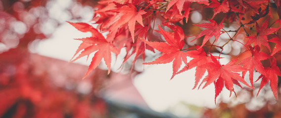 Autumn Colors in Tokyo, Japan, Beautiful autumn maple leaves in sunlight. Autumn forest natural landscape. - obrazy, fototapety, plakaty