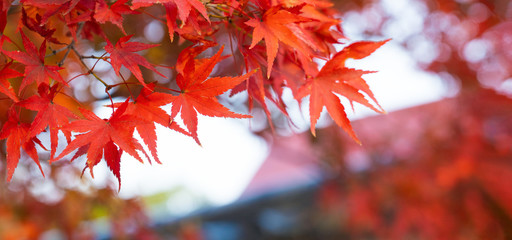 Autumn Colors in Tokyo, Japan, Beautiful autumn maple leaves in sunlight. Autumn forest natural...