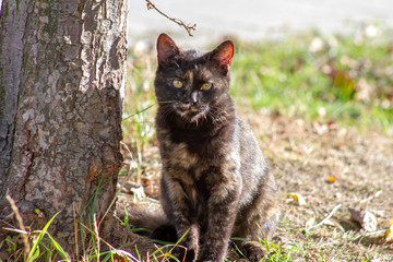 cat in garden