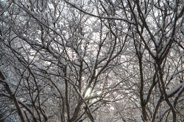 Winter Park. Landscape in snowy weather. January.