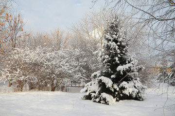 Winter Park. Landscape in snowy weather. January.