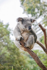 cute koala is sitting on a euchalyptus tree, without leafs