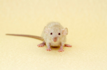 The little white fluffy rat is the symbol of 2020. The pet sits on a yellow background and eats...