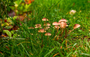 Kleine Pilze am Boden im Garten