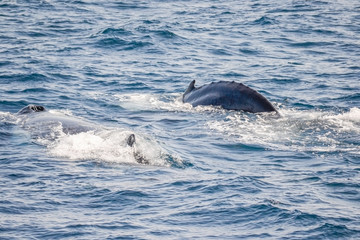 Fototapeta premium two humpback whales are swimming in the ocean close to Sydney in Australia
