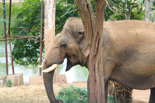 Elephant closeup india near river with tree in indai