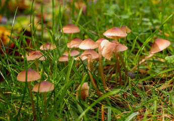 Kleine Pilze am Boden im Garten