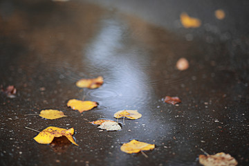 Autumn rain in the park
