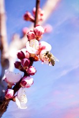 vertical spring landscape with bee on fruit tree, sunset light