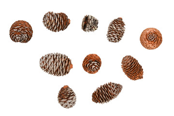 Fir cone isolated on white background. 
