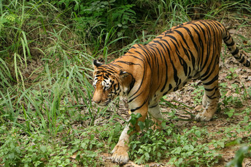 Tiger walking in forest closeup image, Dangerous animal, taiga, Russia. Animal in green forest stream. Wild cat in nature habitat.