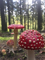 mushroom in the woods