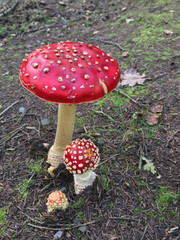 mushroom in the woods