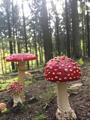 mushroom in the woods