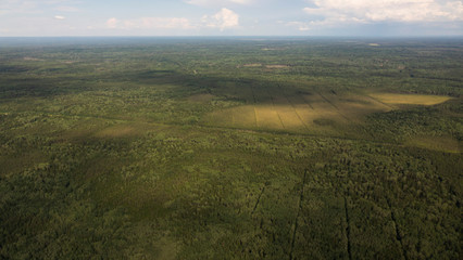 Delta river and pine forests from a bird's eye view.