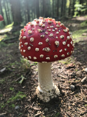mushroom in the woods