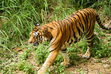 Fototapeta na wymiar Tiger walking in forest closeup image, Dangerous animal, taiga, Russia. Animal in green forest, Wild cat in nature habitat.