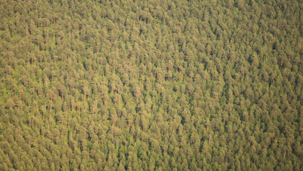 Pine forests from a bird's eye view.