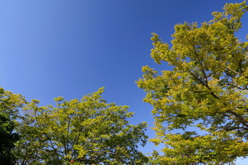 ケヤキと秋空