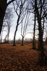 Fototapeta premium Hoia Baciu Forest. The World Most Haunted Forest with a reputation for many intense paranormal activity.