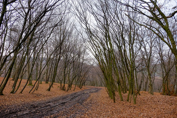 Hoia Baciu Forest. The World Most Haunted Forest with a reputation for many intense paranormal activity.