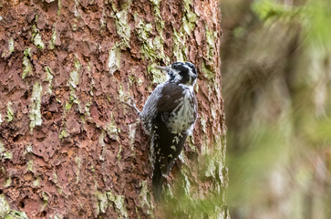 Eurasian Three-toed woodpecker (Picoides tridactylus) close up