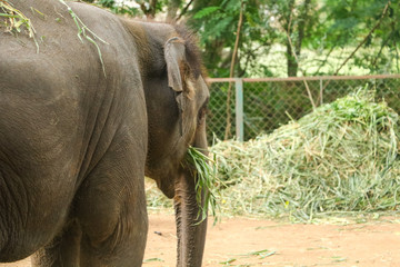 Naklejka premium Elephant eating grass in wild background, Black colour elephant
